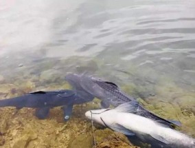 海南一月份钓鱼技巧有哪些？如何应对冬季钓鱼的挑战？