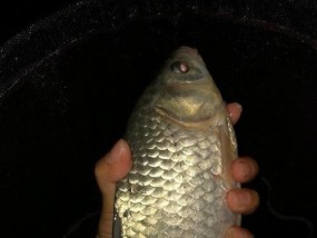 冬天夜钓鲫鱼有哪些技巧？如何提高野钓鲫鱼的成功率？