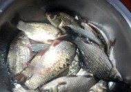 冬天红虫夜钓鲫鱼技巧有哪些？如何提高夜钓鲫鱼的成功率？