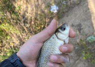 冬天钓鱼技巧野钓鲫鱼不开口怎么办？如何提高冬季野钓鲫鱼的咬钩率？