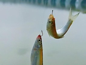 单钩钓鱼挂饵技巧和方法教程？如何提高钓鱼成功率？