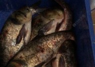 海竿钓鲢鳙夜钓技巧有哪些？如何提高夜钓鲢鳙的成功率？