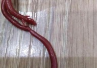 短竿蚯蚓钓鱼技巧有哪些？如何提高钓鱼成功率？