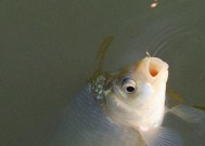 冬天野河钓鱼技巧和方法是什么？如何提高冬季钓鱼成功率？