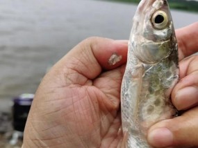 野鸭钓鱼的最佳方法与技巧（掌握这些技巧，让你钓到满满一桶野鸭！）
