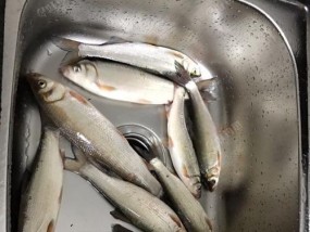 如何提高垂钓鲋鱼的成功率？哪些技巧能帮助钓到更多鲋鱼？