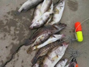 野钓鳜鱼倒钓技巧（打造高效的鳜鱼倒钓策略）