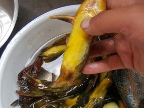 如何提高垂钓黄颡鱼的成功率？垂钓黄颡鱼有哪些必备技巧？