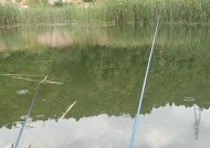 野塘下杆钓鲫鱼技巧（掌握这些技巧）