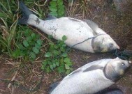 海竿钓鲢鳙钓浮技巧是什么？如何提高钓浮效率？