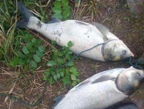 海竿钓鲢鳙钓浮技巧是什么？如何提高钓浮效率？
