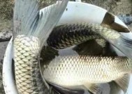 冬天野钓草鱼技巧和方法是什么？如何提高冬季草鱼的钓获率？
