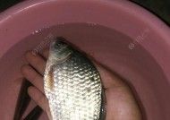 海竿夜钓草鱼的正确方法与技巧是什么？如何提高夜钓草鱼的成功率？