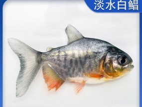 淡水白鲳鱼垂钓技巧有哪些？如何提高垂钓成功率？