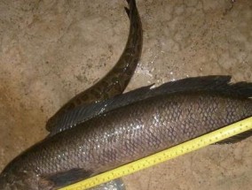 浮萍塘钓黑鱼的方法与技巧（钓鱼达人教你如何在浮萍塘钓到大黑鱼）