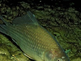 冬季钓鲤鱼技巧（如何配钓鱼饵料）