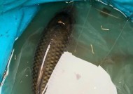 冬季走水河道野钓鲫鱼技巧有哪些？如何应对鲫鱼的冬季活动特点？