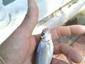 钓鱼技巧（选钩要得当）