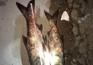 豆腐渣钓鱼绝密技巧是什么？如何提高钓鱼成功率？