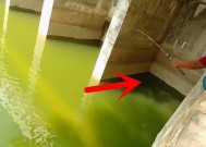 大闸口钓鱼技巧教程？如何提高钓鱼成功率？