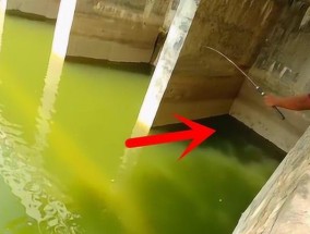 大闸口钓鱼技巧教程？如何提高钓鱼成功率？