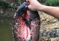 垂钓鳊鱼的高效技巧（掌握垂钓鳊鱼的捕鱼技巧）