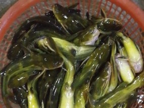 垂钓黄颡鱼的技巧有哪些？如何提高垂钓成功率？