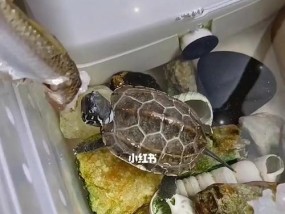 如何成功钓乌龟（掌握钓乌龟的技巧与要点）