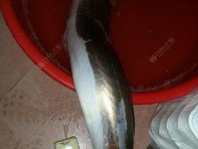夜晚钓鳗鱼的技巧与经验（掌握钓鳗鱼的窍门让你收获满满）