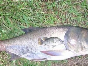 冬天如何垂钓鲢鳙？掌握哪些技巧能提高成功率？