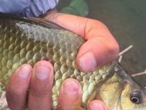 秋冬季节苇子湾长杆短线钓鱼技巧（钓友必备）