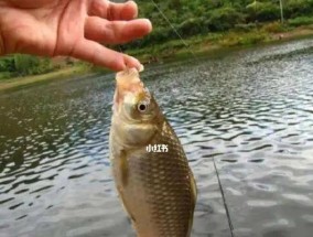 北方三月份钓鱼技巧有哪些？如何应对春季钓鱼的常见问题？