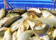 如何选择最佳钓鱼饵料？钓鱼技巧与饵料选择哪个更重要？