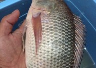 黑坑钓罗非钓浮技巧（掌握关键技巧，提高钓鱼效果）