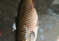 海竿秋冬野钓鲤鱼技巧有哪些？如何提高钓鲤鱼的成功率？