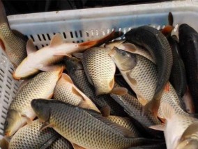 岸滩钓鲤鱼技巧有哪些？如何提高岸滩钓鲤鱼的成功率？