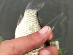 钓鱼路上收货的技巧是什么？如何提高钓鱼效率？