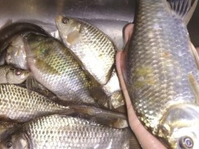 冬天桥筏夜钓鲫鱼技巧有哪些？如何提高钓鲫鱼的成功率？