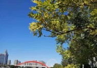 冬天在海河钓鱼有哪些技巧和方法？如何提高钓鱼成功率？