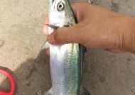 野滩钓海鱼技巧与方法（钓海鱼的利器-掌握关键技巧）