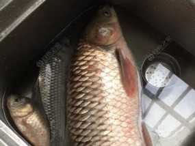 白条闹窝钓鱼技巧是什么？如何有效提高钓获率？