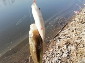 春天钓鱼打窝的技巧是什么？如何提高钓鱼成功率？