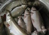 夏夜筏钓翘嘴技巧大揭秘（享受夏季夜晚的畅爽捕获）