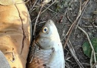 冬天野钓草河鲫鱼技巧有哪些？如何提高钓获率？