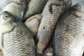 冬天钓鲫鱼有哪些技巧？野钓鲫鱼的最佳方法是什么？