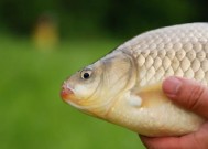 冬天荷塘野钓鲫鱼技巧有哪些？如何提高冬季野钓鲫鱼的成功率？