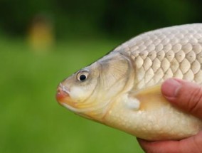 冬天荷塘野钓鲫鱼技巧有哪些？如何提高冬季野钓鲫鱼的成功率？