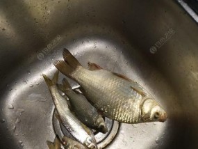 萝卜白菜钓鱼的方法和技巧（钓鱼新手必备）