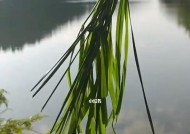 冬天在运河钓鱼有哪些技巧？如何提高冬季钓鱼成功率？