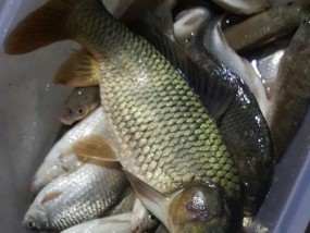 大水域垂钓鲤鱼技巧有哪些？如何提高鲤鱼的钓获率？